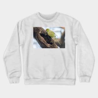 Rose-ringed Parakeet 03 Crewneck Sweatshirt